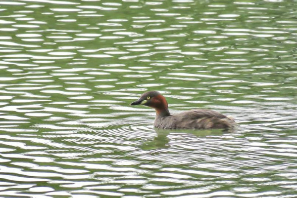 Khao Yai Country Club grebe