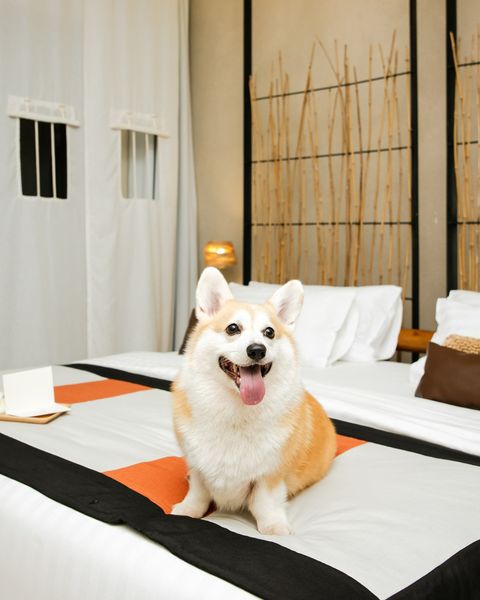 Kirimaya Khao Yai dog bed and bedroom