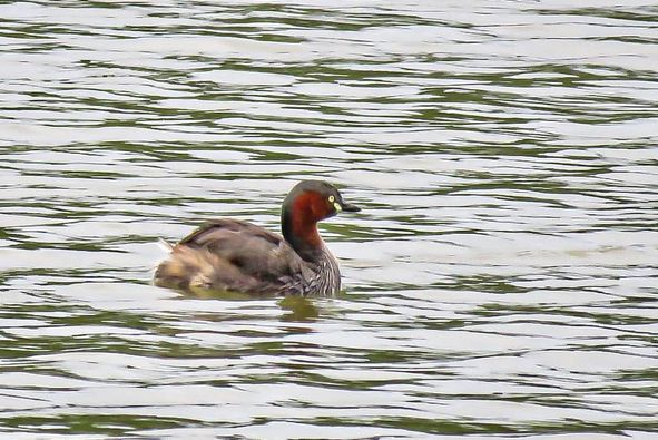 Khao Yai Country Club grebe