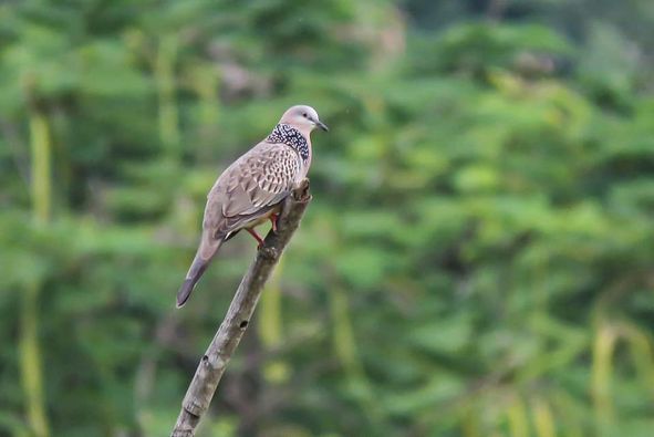 Khao Yai Country Club mourning dove