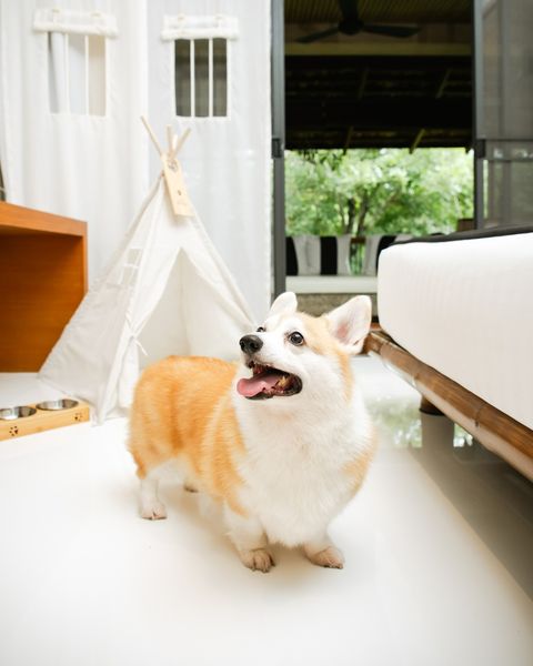 Kirimaya Khao Yai Norwich terrier corgi bed tent outdoors and text