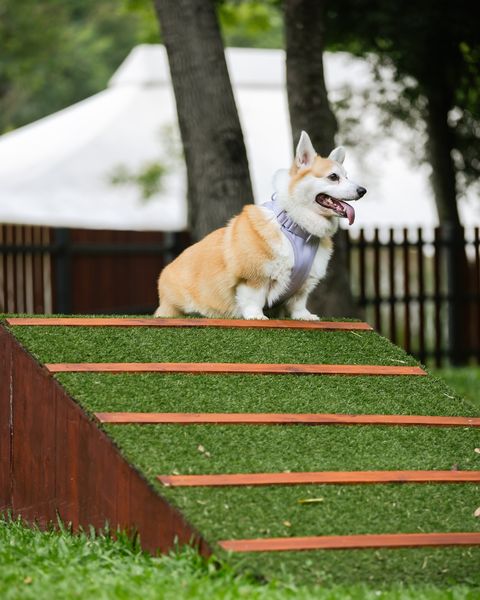 Kirimaya Khao Yai dog