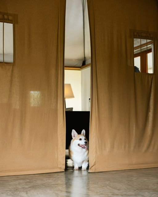 Kirimaya Khao Yai nbsp dog