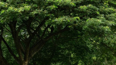 At Kirimaya, we offer our guests the best scene of nature, feeding their eyes with our color palette of green from vast fields of grass and gigantic grown trees that had stood through the years. And as our guest, you'll feel most welcomed by the majestic 