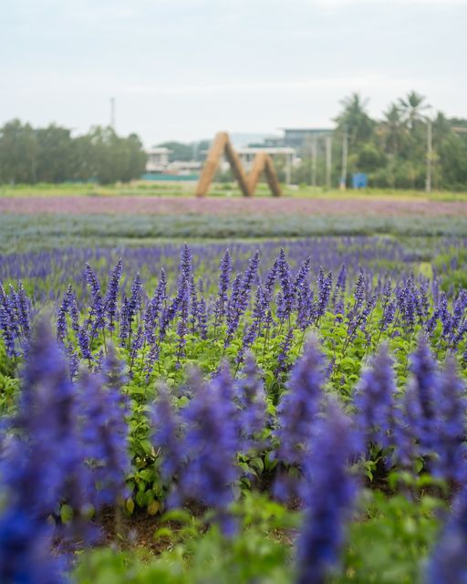 Kirimaya Khao Yai flower and outdoors