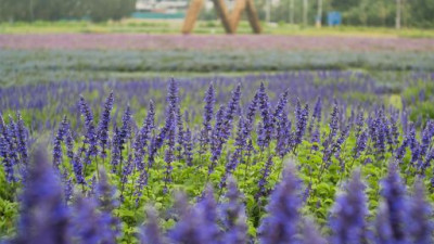 Kirimaya invites you to be greeted with a sea of flowers blossoming that will brighten your day. Come refresh your body and mind with the astonishing elements of nature that decorate the horizon at the Secret Garden.