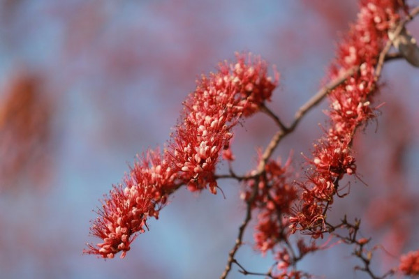 Panoramagolfclub flower and nature