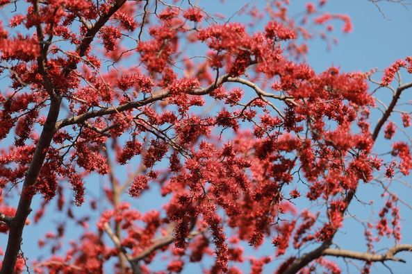 Panoramagolfclub flower nature and tree