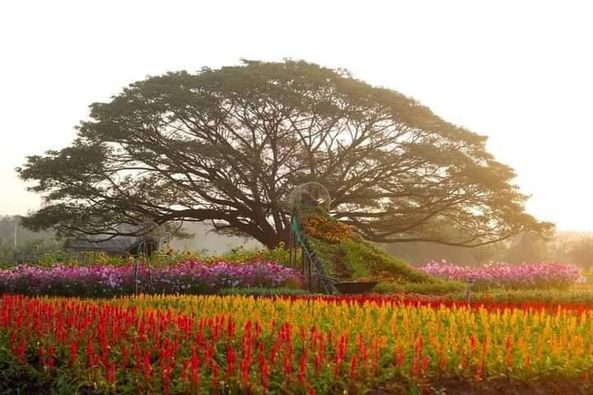 Panoramagolfclub flower nature and tree