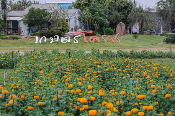 Panoramagolfclub flower outdoors and text