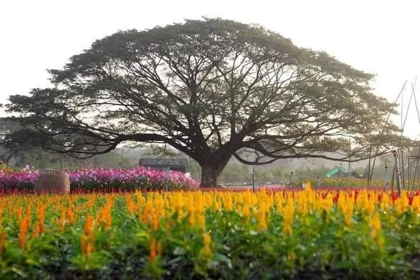 Panoramagolfclub flower tree and nature