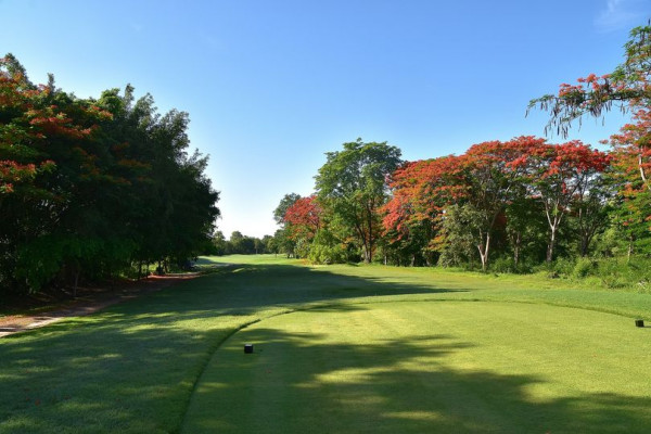 Panoramagolfclub nature tree and grass