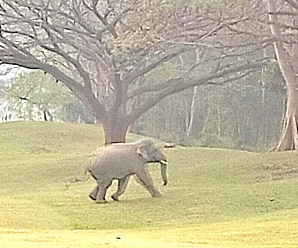 Khao Yai Country Club animal and nature