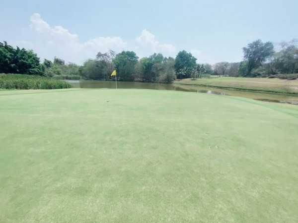 Panoramagolfclub golf course and grass