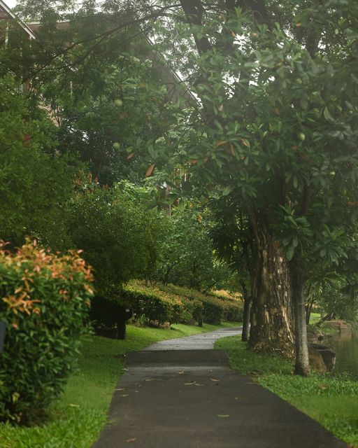 Kirimaya Khao Yai tree