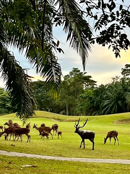 Wangjuntr Golf Park deer tree and nature