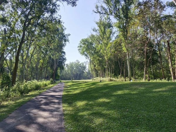 Wangjuntr Golf Park road tree grass and nature