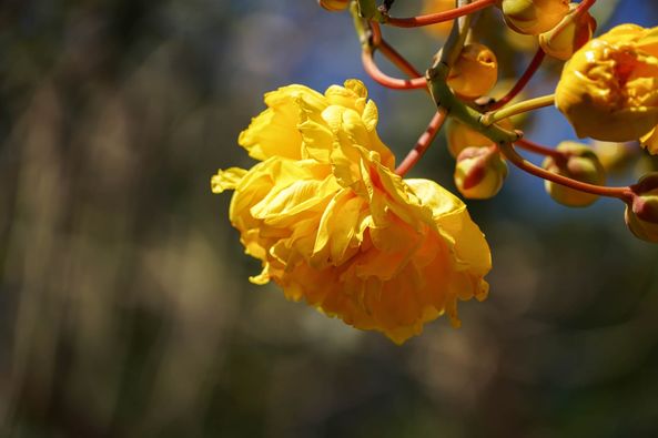 Wangjuntr Golf Park May be a closeup of flower and nature