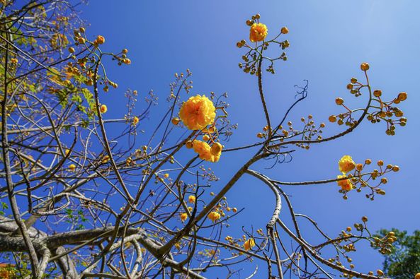 Wangjuntr Golf Park flower nature and tree