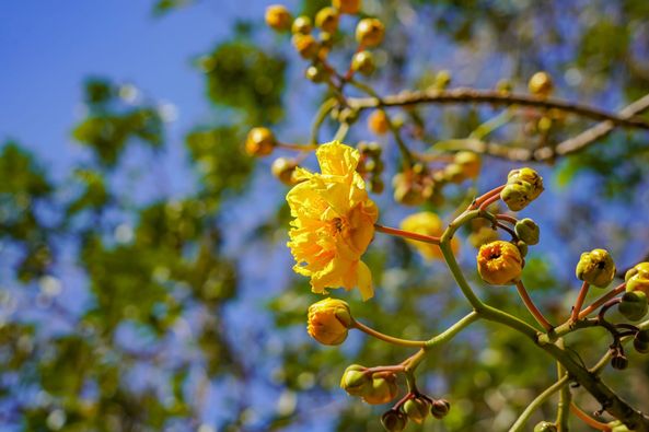 Wangjuntr Golf Park flower tree and nature