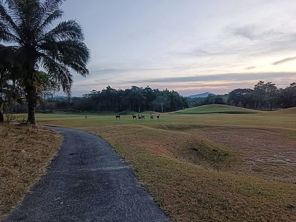 Wangjuntr Golf Park tree grass golf course and nature