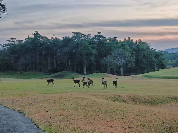 Wangjuntr Golf Park