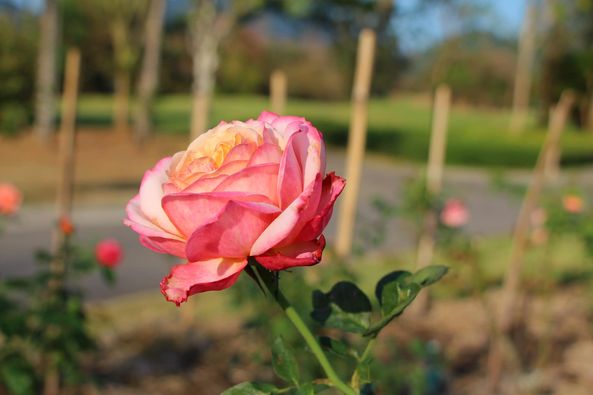 Chatrium Golf Resort Soi Dao Chanthaburi May be a closeup of rose nature and tree