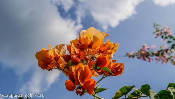 Wangjuntr Golf Park-3