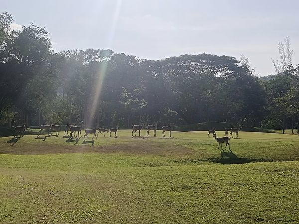 Wangjuntr Golf Park deer grass nature and tree