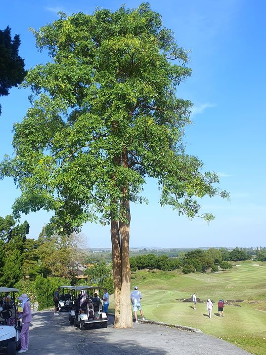 Rayong Green Valley Golf 8 people nature and tree