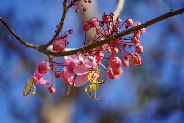 Wangjuntr Golf Park May be a closeup of flower and nature