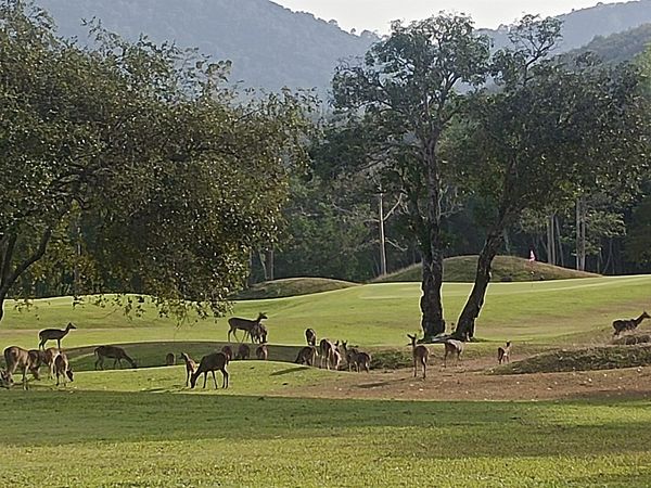 Wangjuntr Golf Park grass golf course and nature