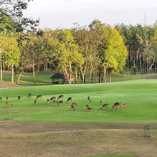 Wangjuntr Golf Park deer and nature