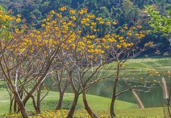 Wangjuntr Golf Park