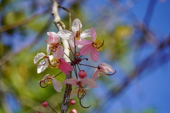 Wangjuntr Golf Park May be a closeup of flower and nature