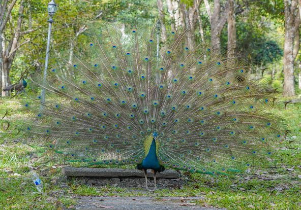 Wangjuntr Golf Park bird and outdoors