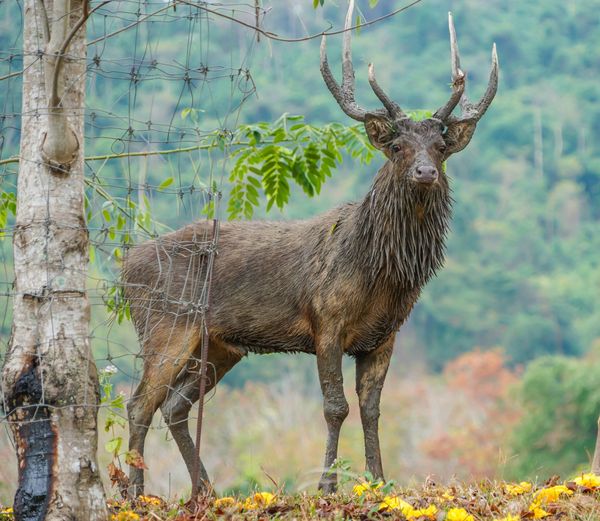 Wangjuntr Golf Park nature