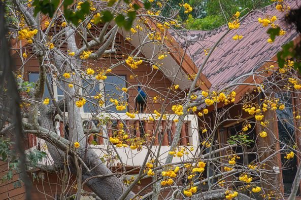 Wangjuntr Golf Park tree and nature