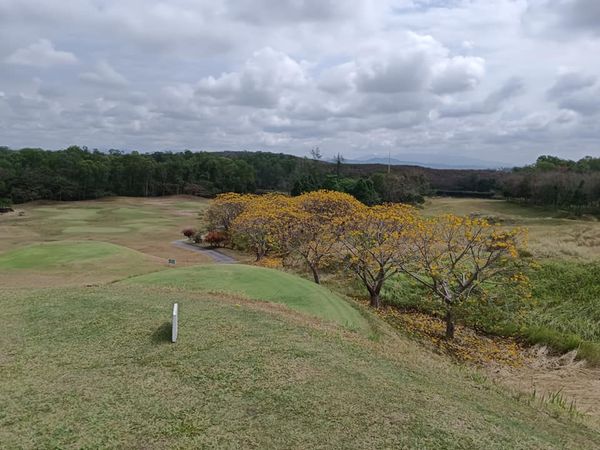 Wangjuntr Golf Park nature tree and grass