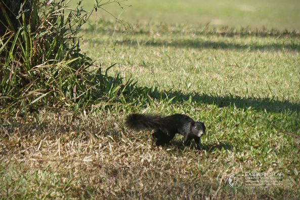 Eastern Star Country Club amp Resort animal nature and grass