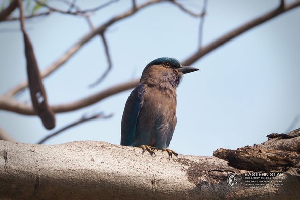 Eastern Star Country Club amp Resort bird and nature