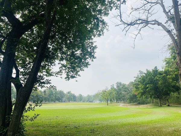 Bangpra Golf Club and Resort golf golf cart tree grass fog and golf course