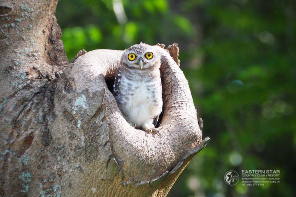 Eastern Star Country Club amp Resort owl