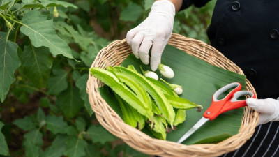 Experience the flavor, color and nutrition of freshly-picked ingredients cooked with a passion at Chatrium Soi Dao Chanthaburi. Our sustainable #garden full of amazing fruits and vegetables will enchant your eyes, surprise your palate and fill your plate 