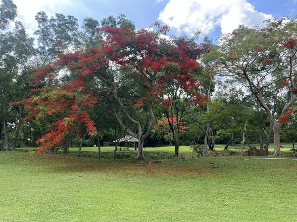 Bangpra Golf Club and Resort tree