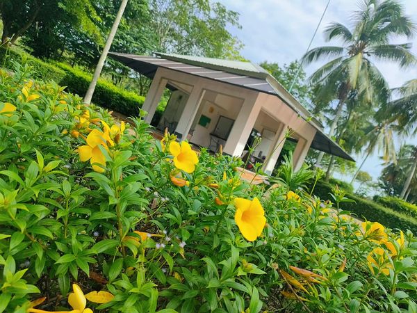 Greenwood Golf Club ดอกไม้