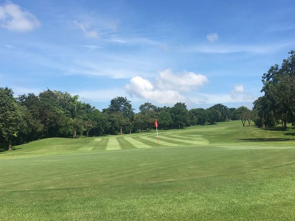 golf course grass and nature