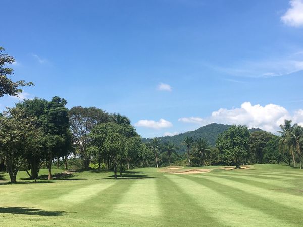 nature golf course and grass