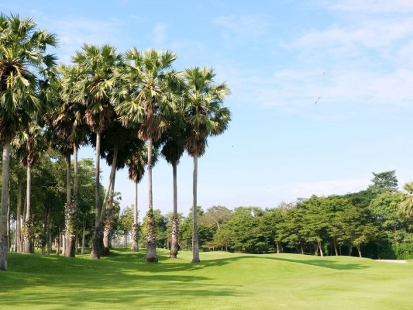 golf course nature grass and palm trees