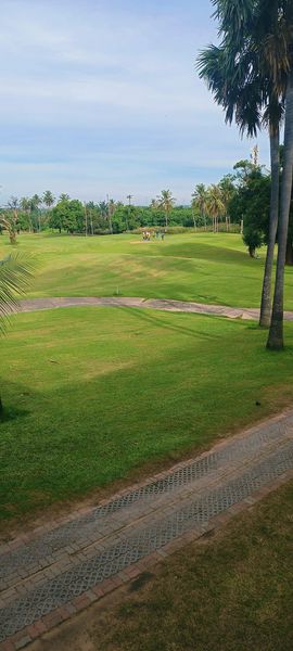 tree grass and golf course